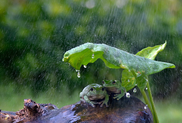 太萌了!印尼两青蛙拿树叶当雨伞避雨