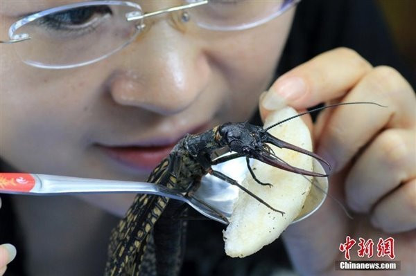 四川发现迄今最大水生昆虫巨大獠牙销魂