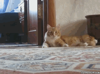 这些猫咪搞笑的天分 全都爆表
