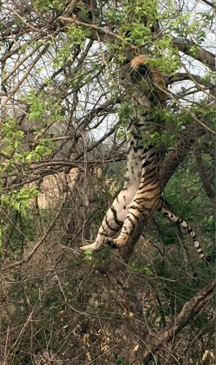 老虎树上狩猎猴子 不慎摔个大马趴