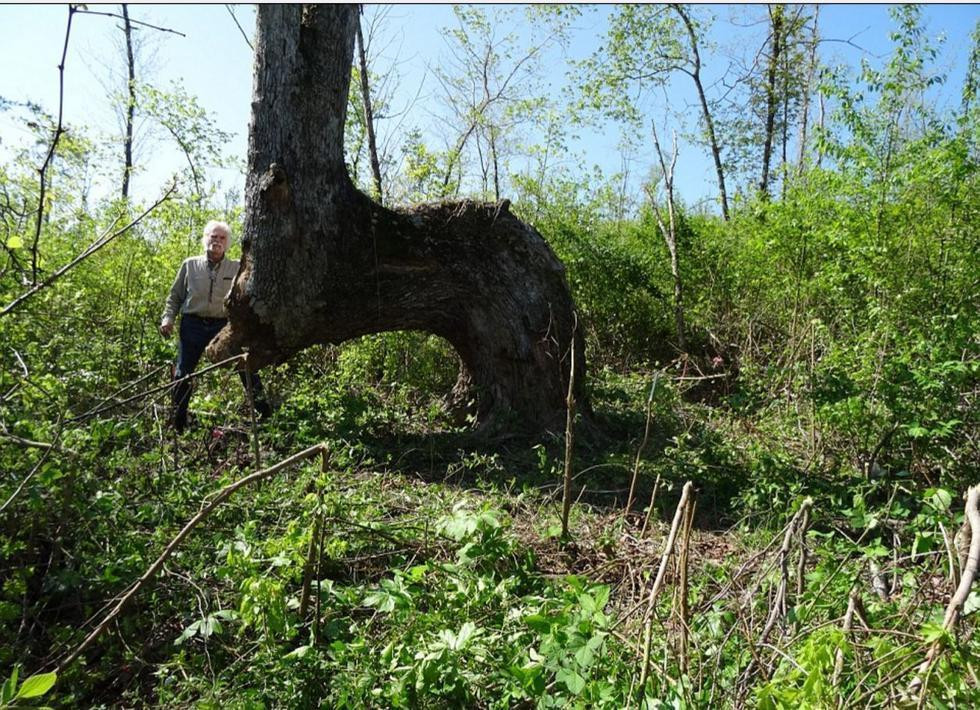 美洲丛林频现"拐角树" 原是印第安人指路地标