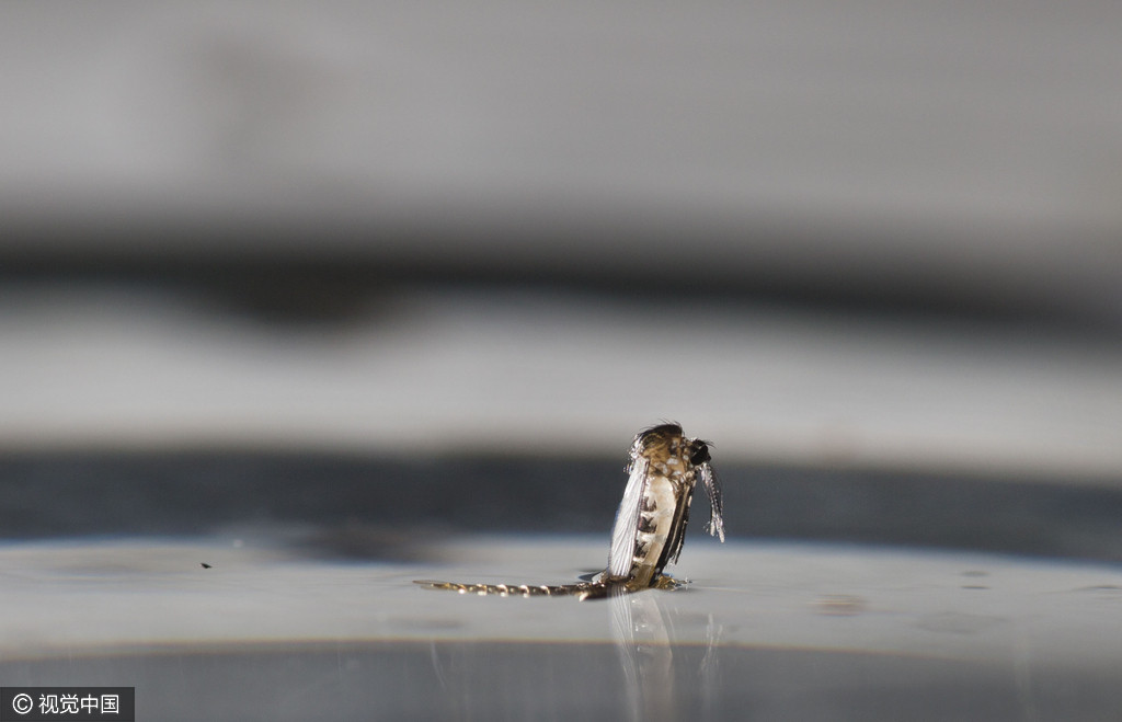 白纹伊蚊种蚊产下的卵密密麻麻分布在纸杯内侧,肉眼看像是杯子里的