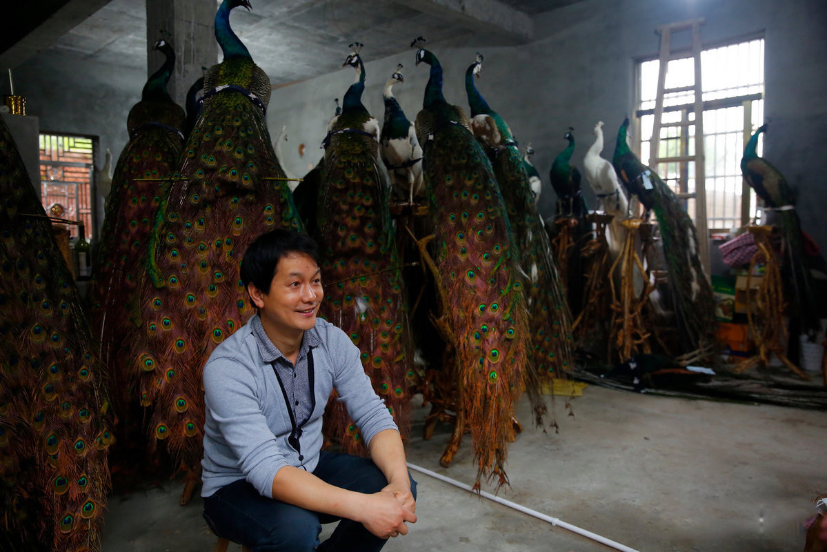 农民改行制作孔雀标本 一年卖几百只